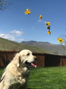 Meet your Posher, Linnea